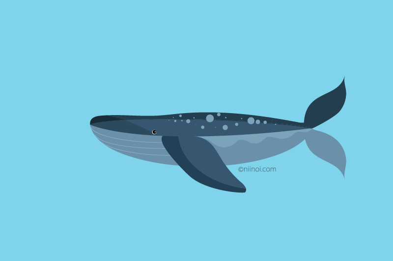 Whale sea or ocean animals
